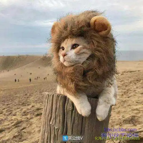 195009bb5tcukm3w6yz3ke.webp