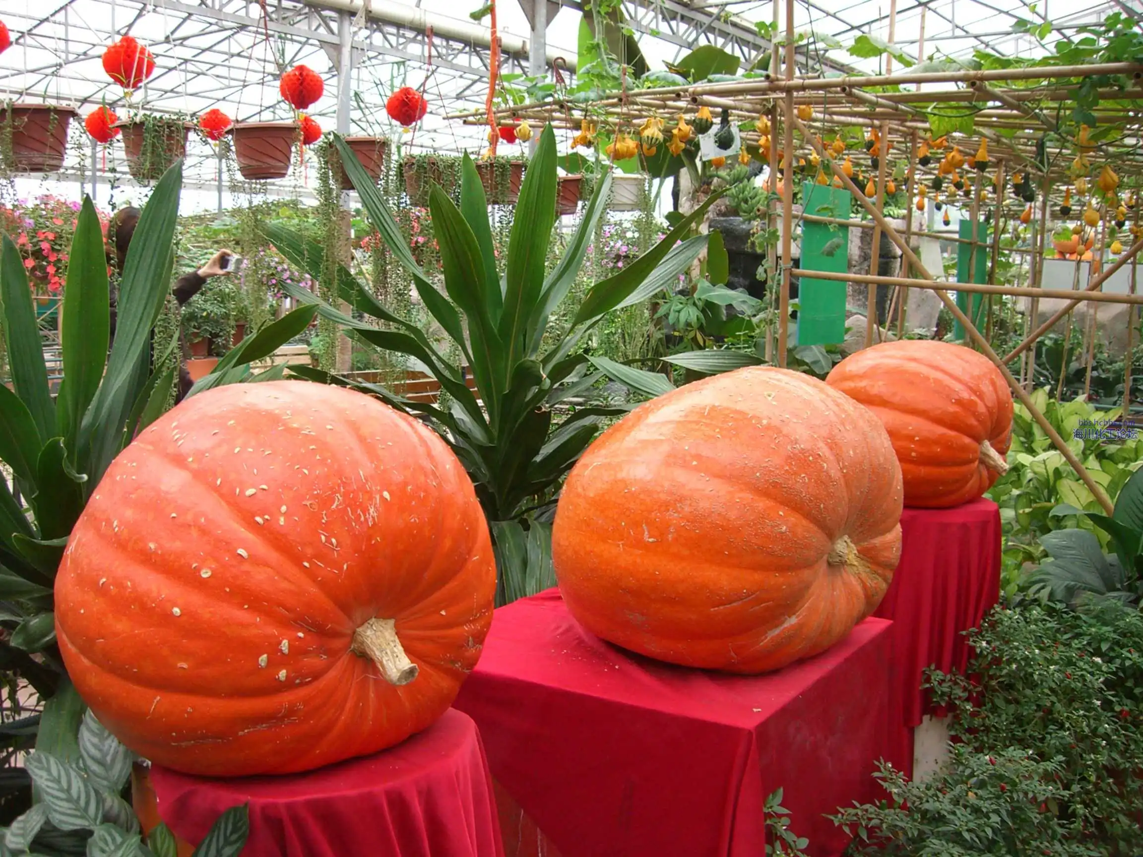 CIMG2140.webp