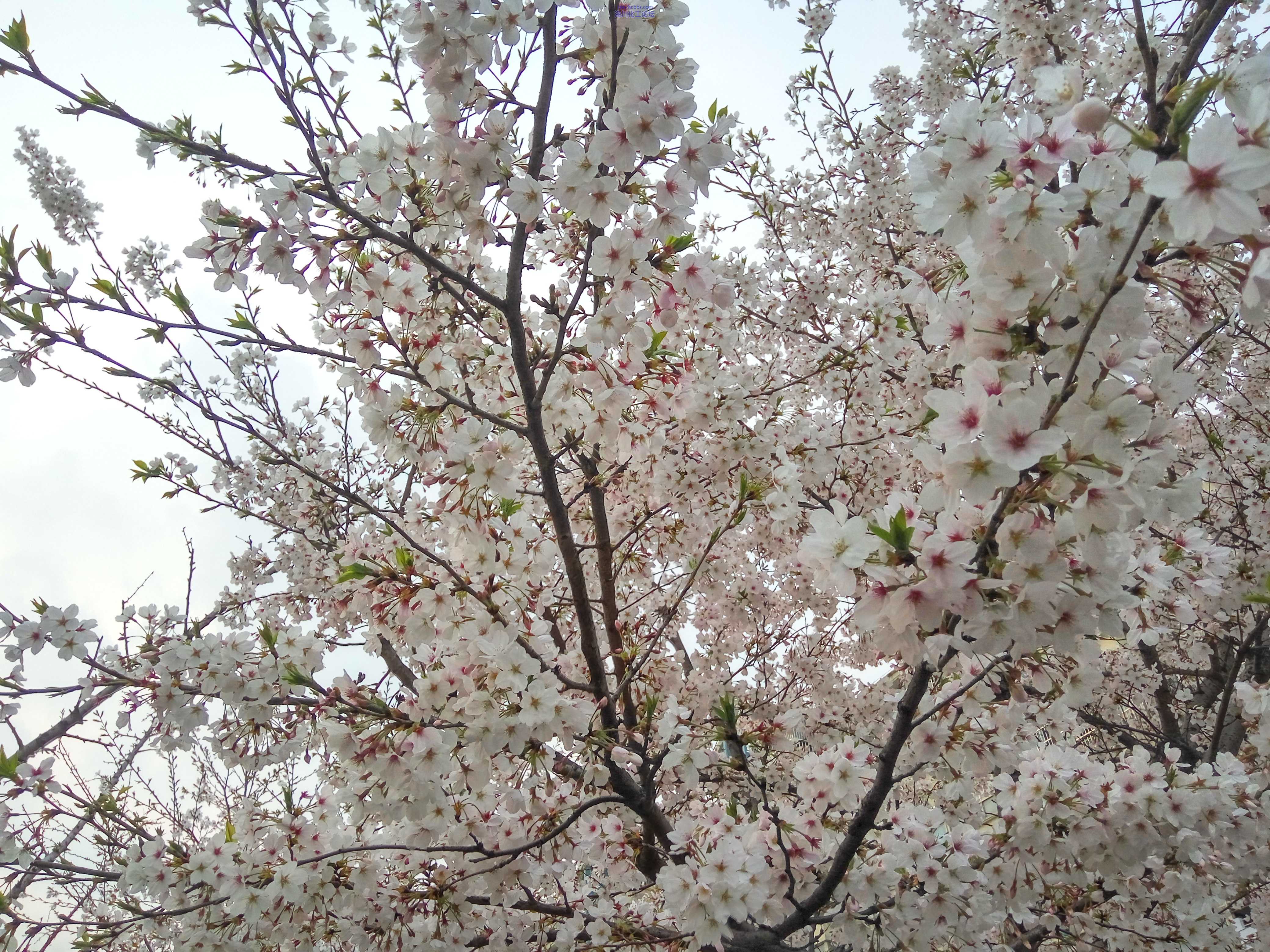 枝头春意闹