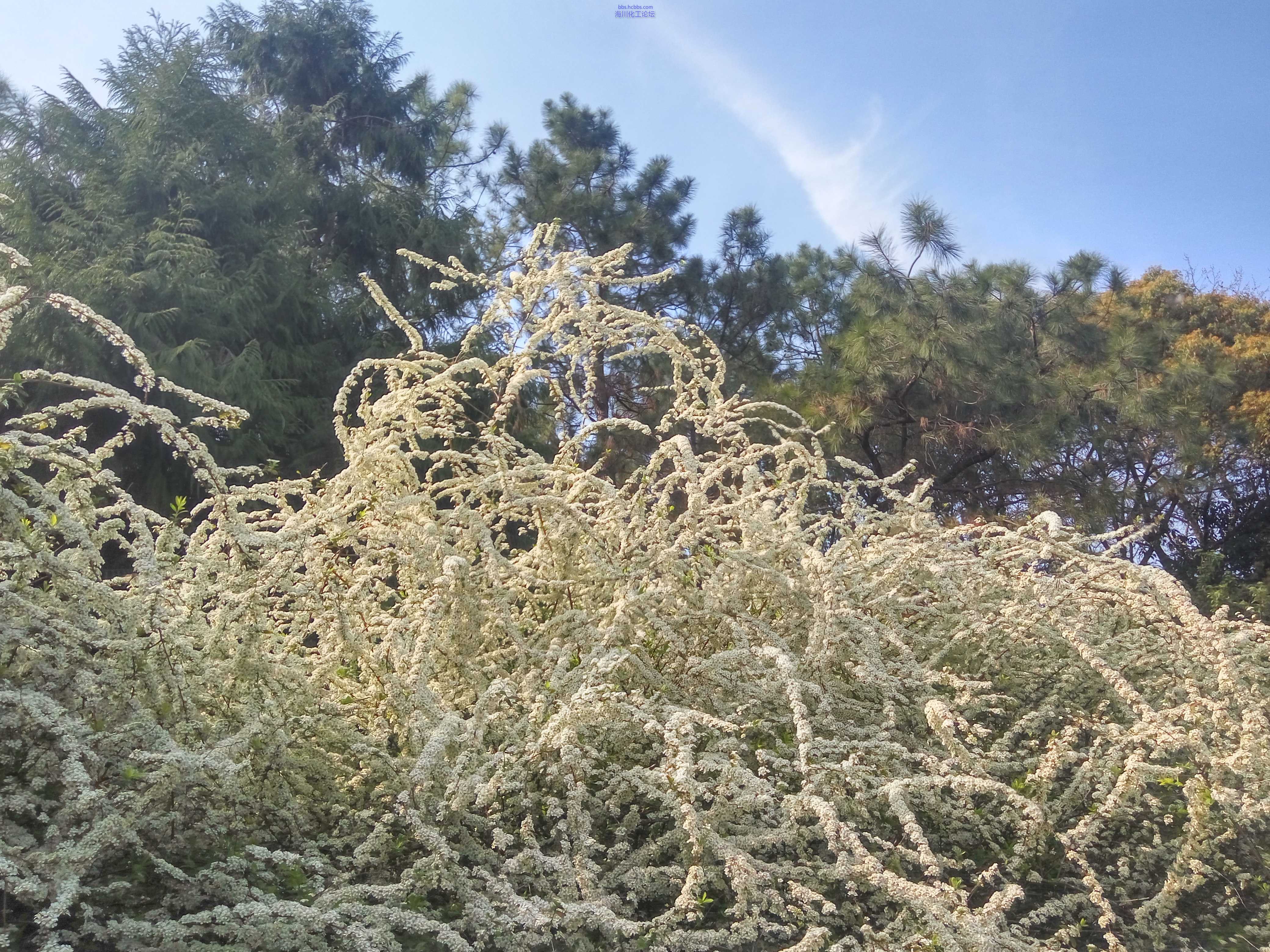 喷雪花，花如其名