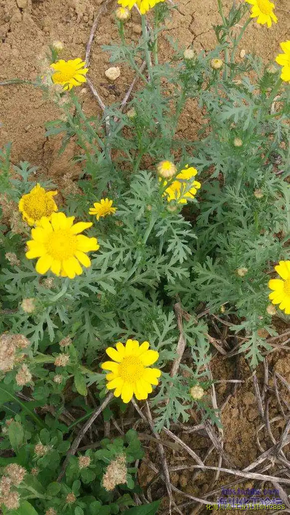 172334ukng8sxvukphccxw.webp