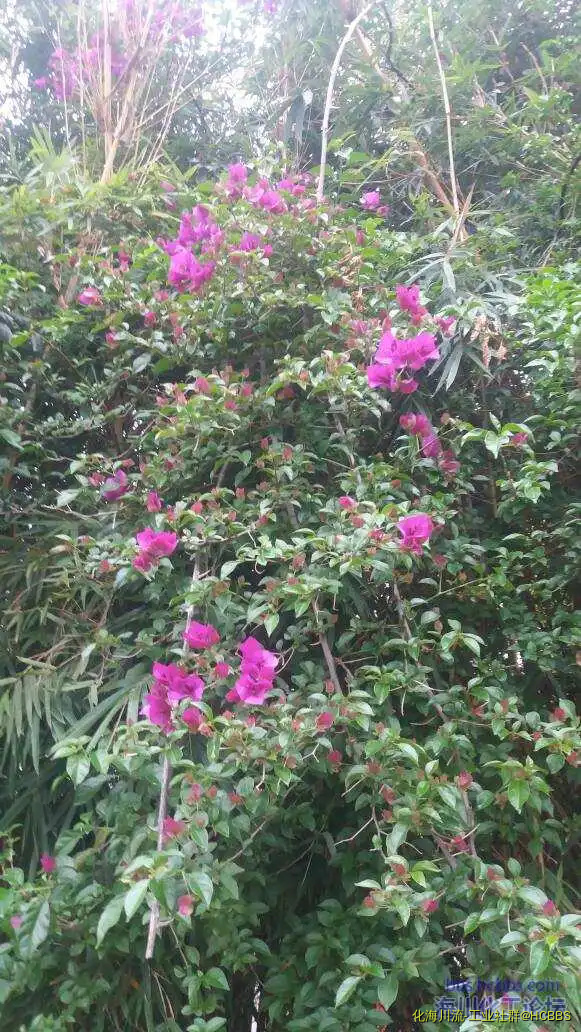 220306apugpvvakgvfgvv4.webp