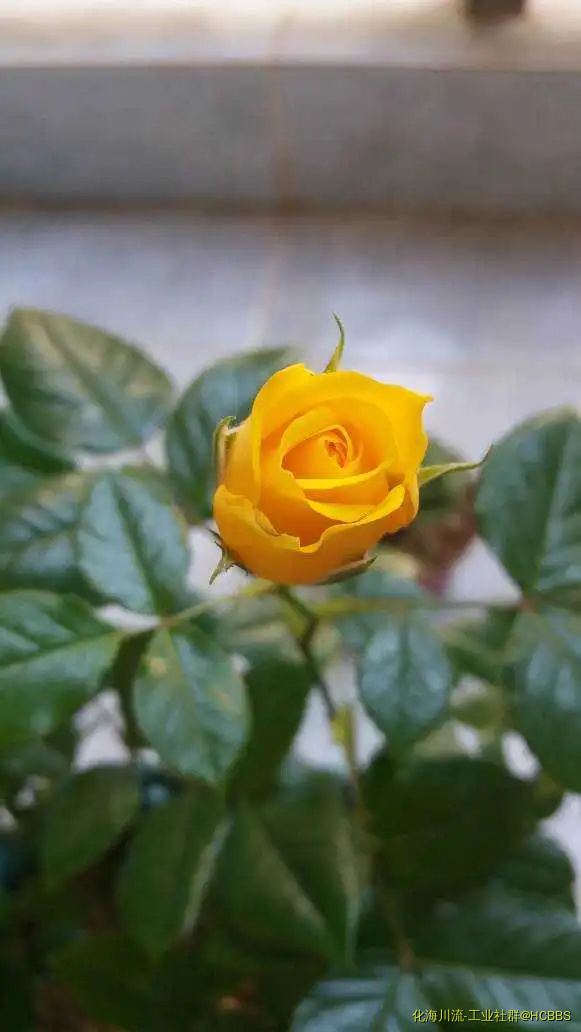 190238vqh4cz7q81r6llkl.webp