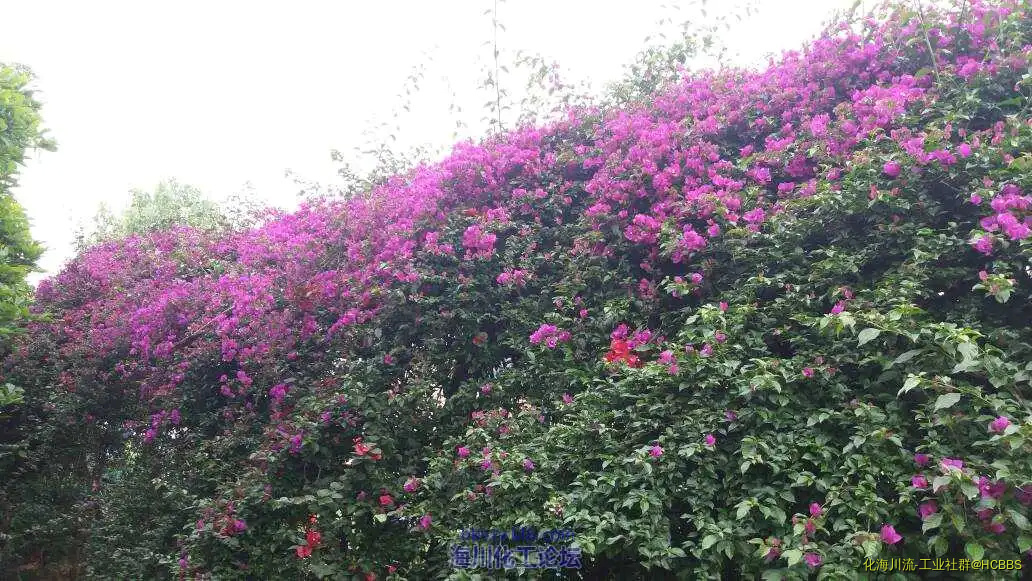 164817ao9bk99uonhyrahx.webp