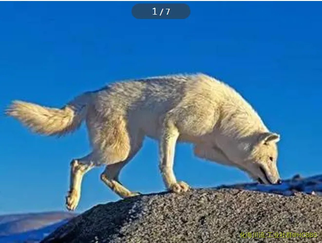 QQ图片20171228071111.webp