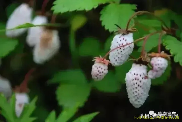 19391a16df5eebef1da0200c1047d918.webp